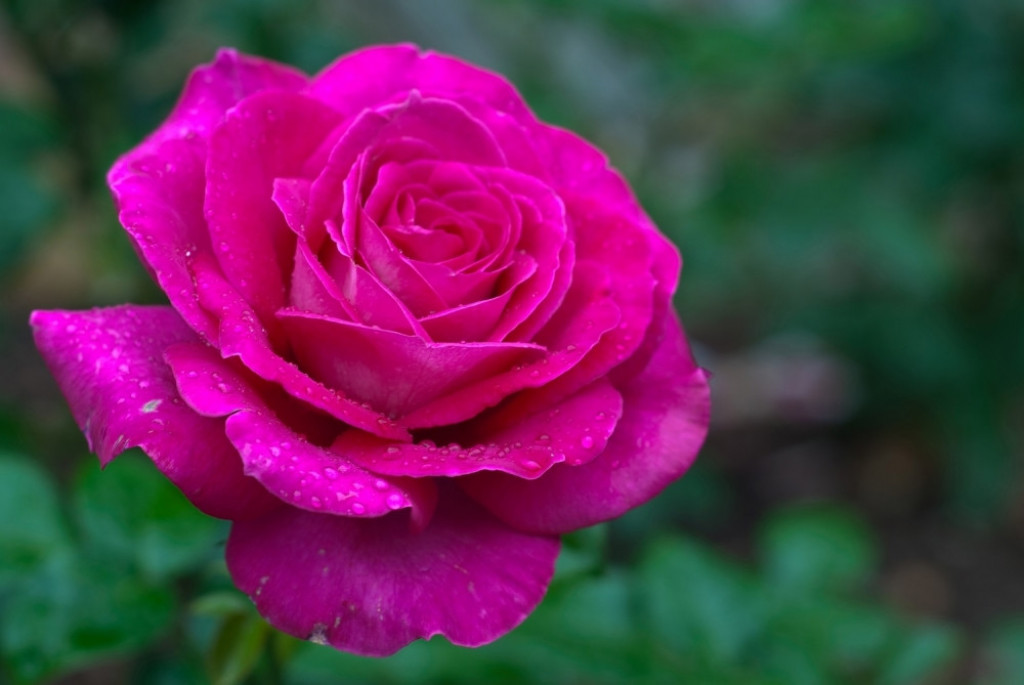 Ruža Ruže