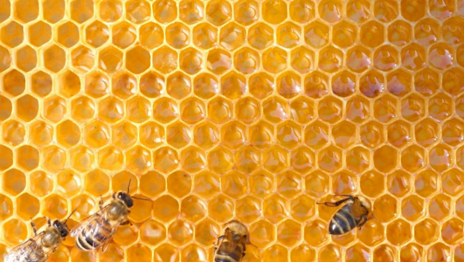 Pčele Košnica Saće Med