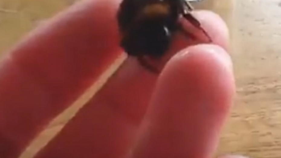 Fiona i njen ljubimac - pčela