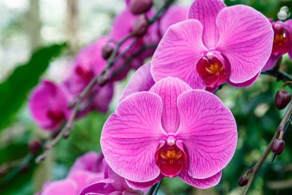 Divlja orhideja