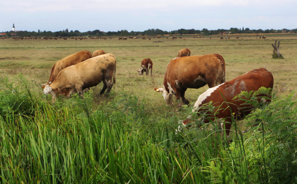 Krave krava poljoprivreda livada