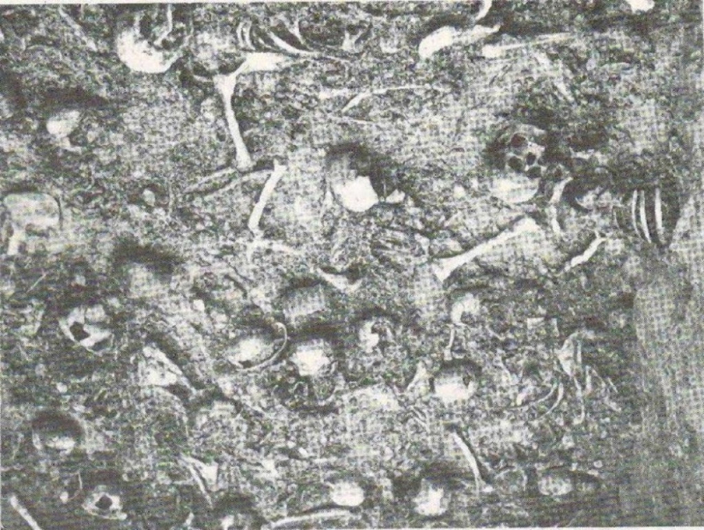 Jasenovac, skeleti