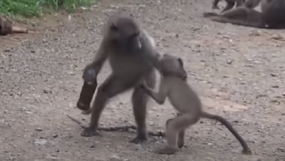 Sukob majmuna