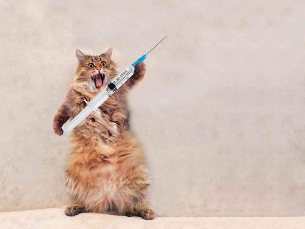 mačka i vakcina