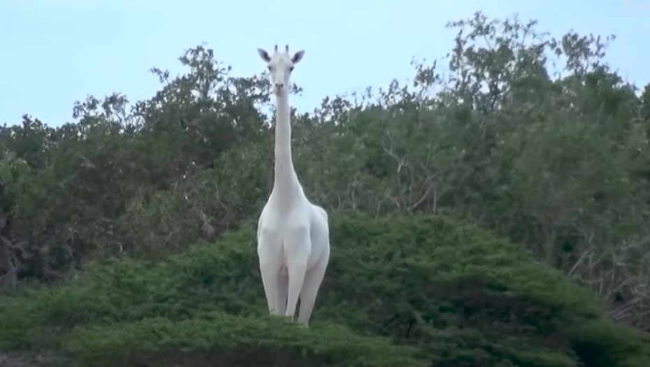 Bela Žirafa