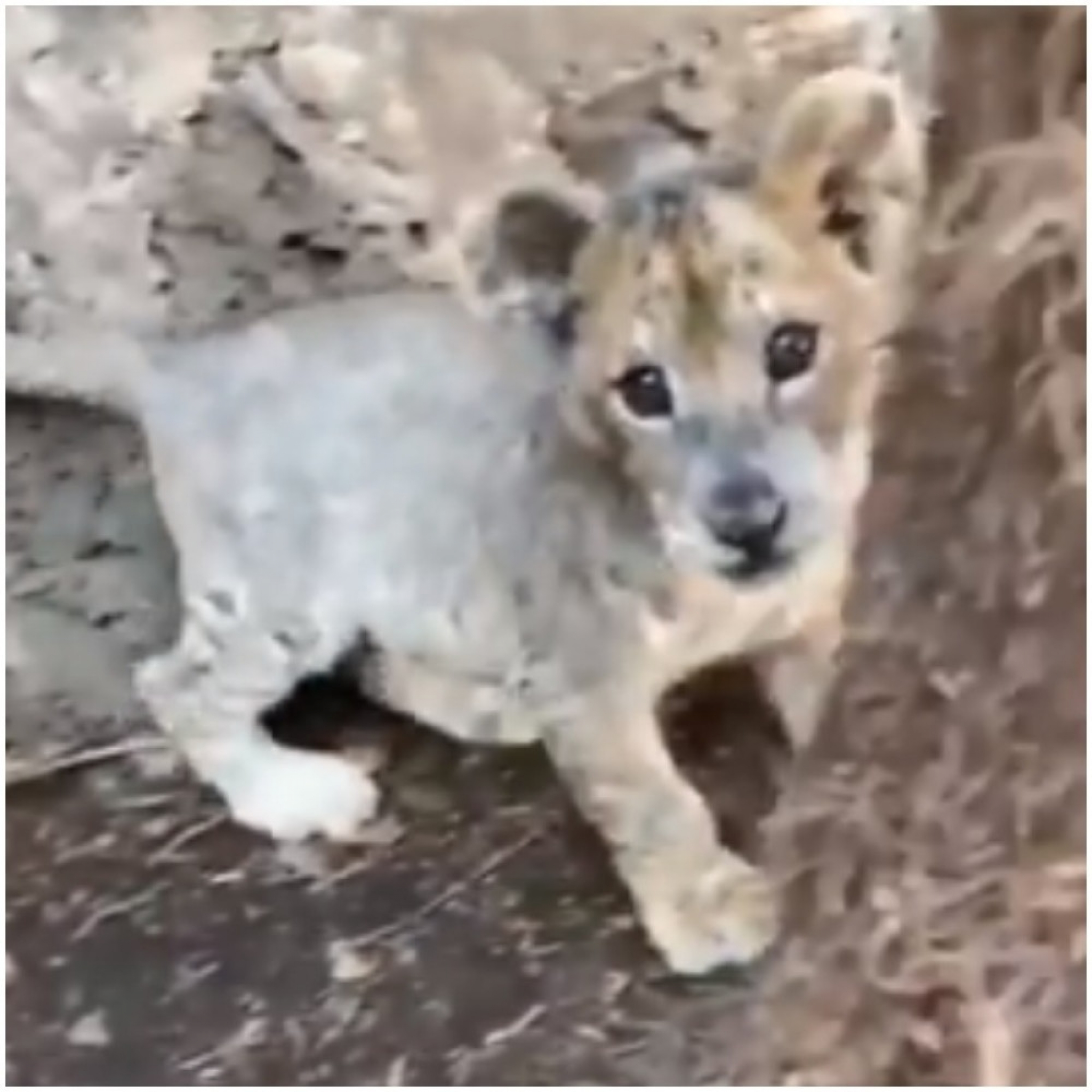Mladunče lava