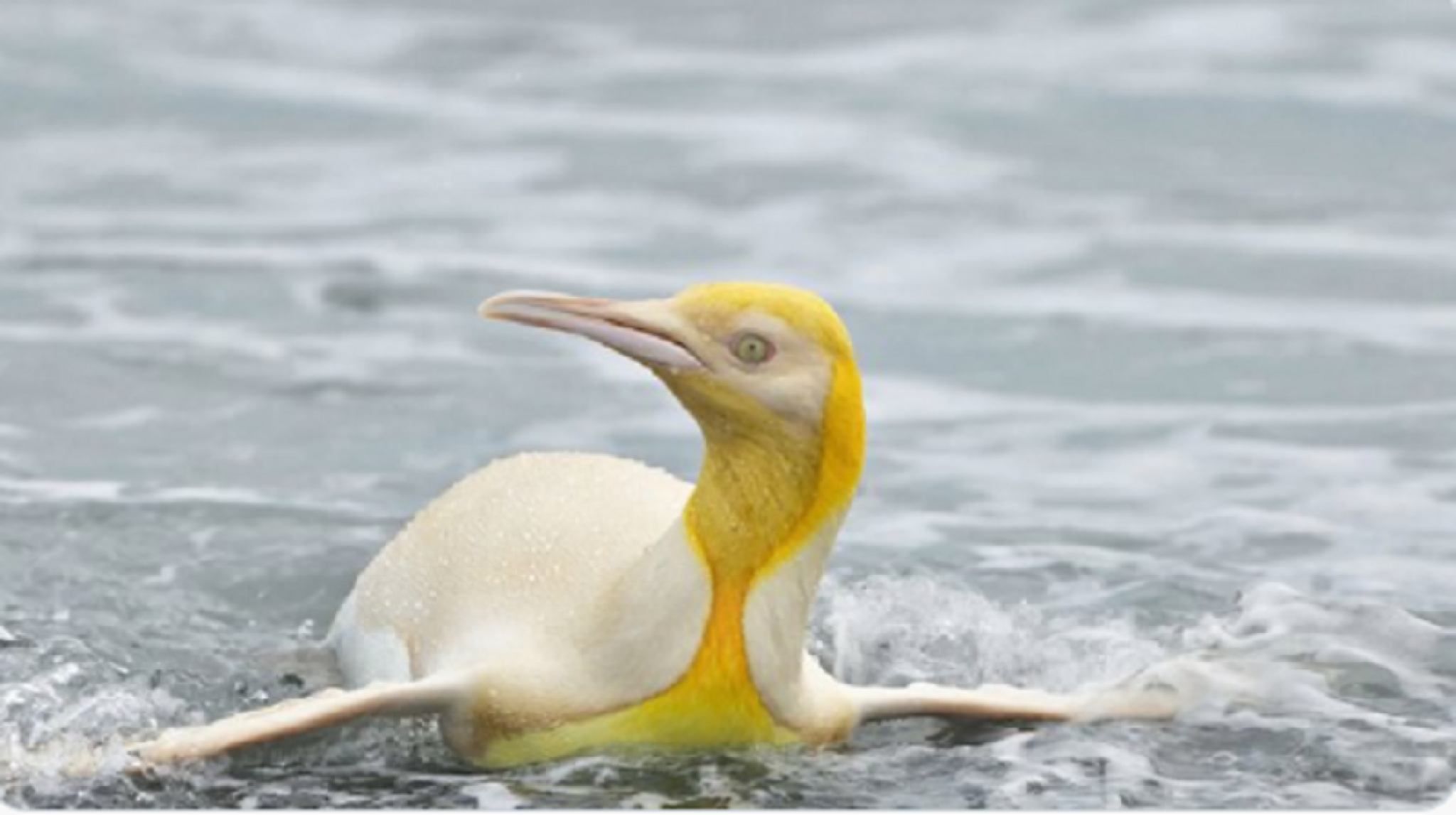 žuti pingvin, antartik