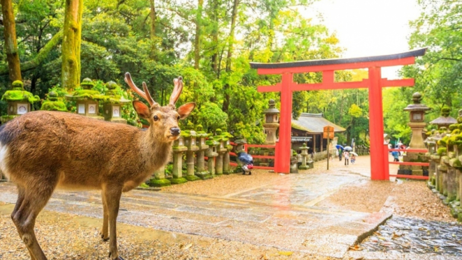 Nara, japan, park