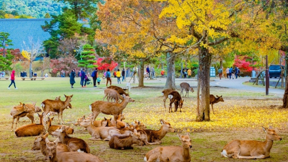 Nara, japan, park