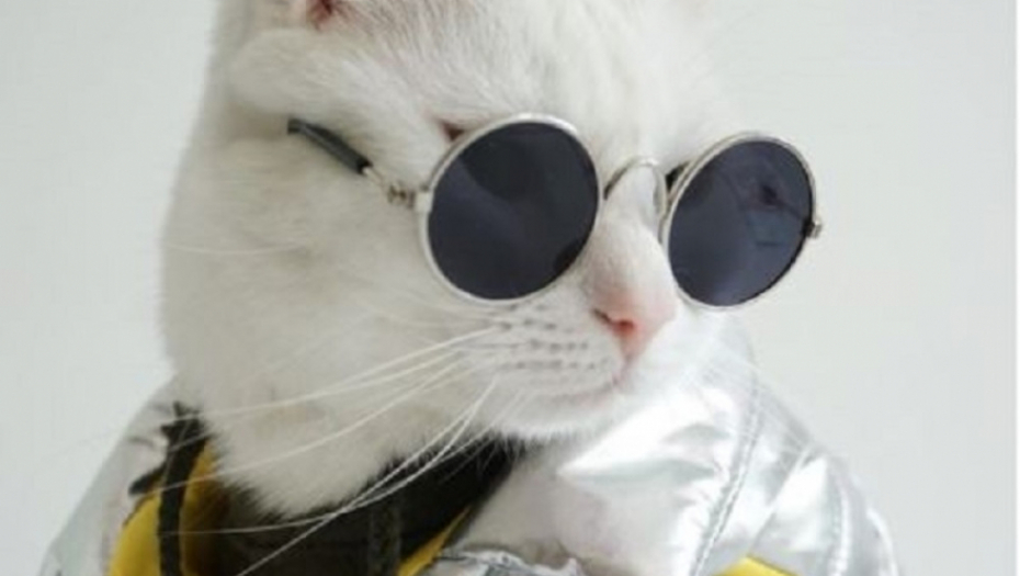 mačka, oblačenje, naočare, mačak