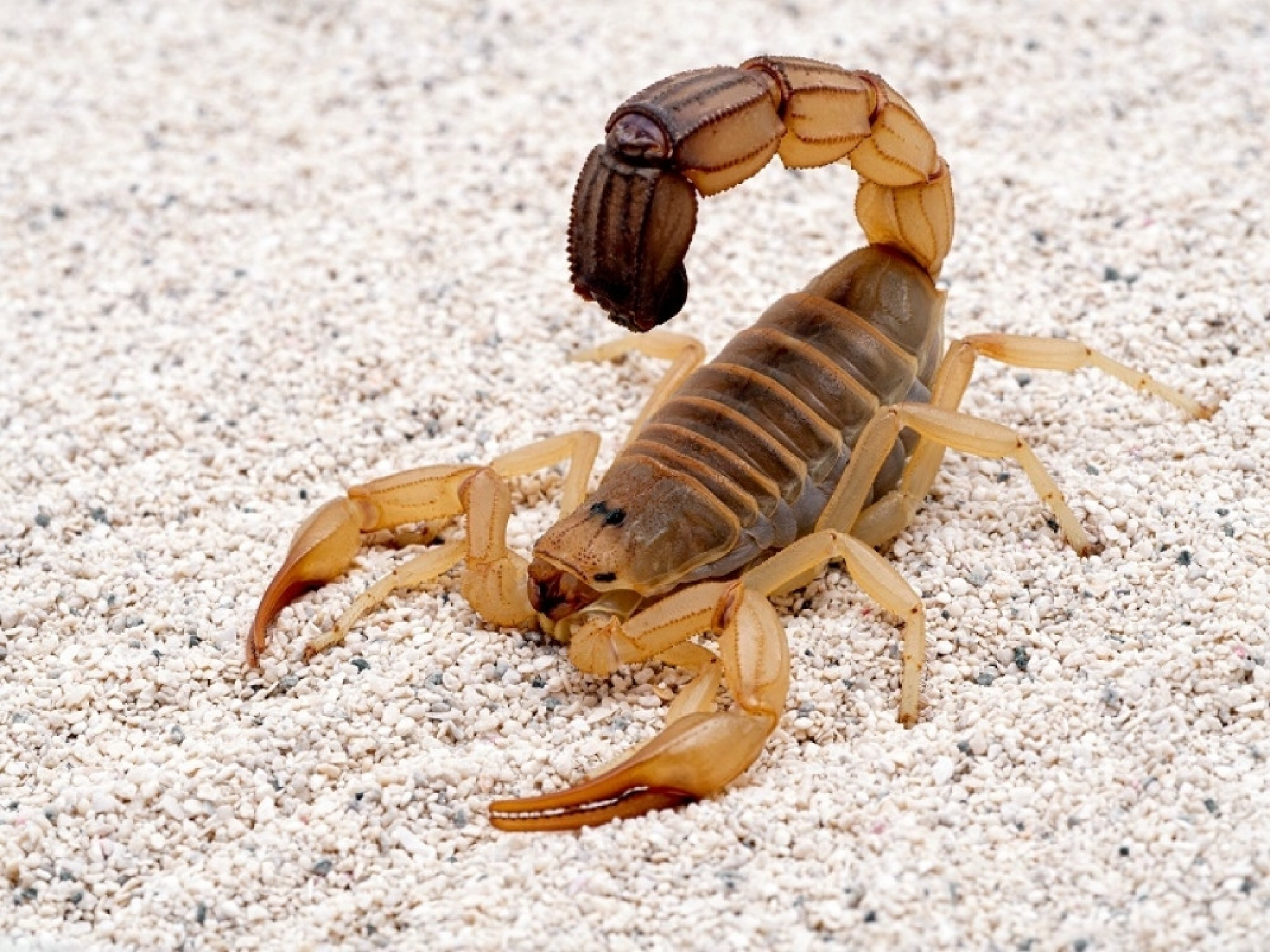 škorpija, škorpion
