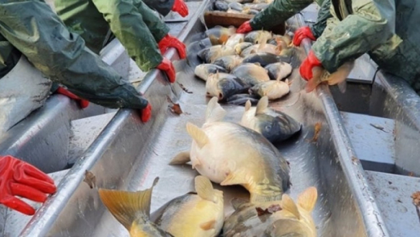 U TOKU JE PETROVSKI POST Potražnja ribe je iznenadila sve, a cena naročito raduje građane