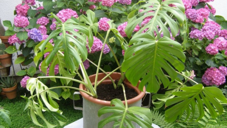 SAVETI STRUČNJAKA Prelepe ali otrovne: Ove biljke ne bi smeli da držite u kući, evo kad su najopasnije!