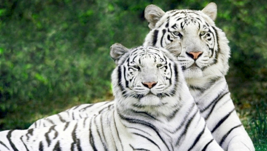 Čovek je ilegalno ubio više od 70 ugroženih tigrova, a nakon 20 godina je konačno uhapšen!