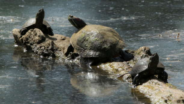 800 kornjača koje su se krile od hladnoće, spašeno je iz odvoda