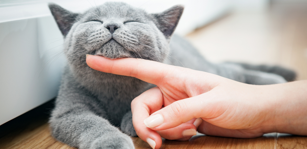 Šta mačke žele da nam kažu sa svojim čudnim ponašanjem i pozama