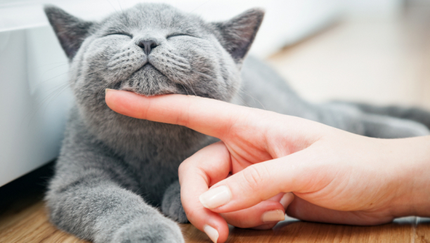 Šta mačke žele da nam kažu sa svojim čudnim ponašanjem i pozama