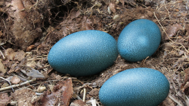 Ogromno jaje izumrlog patuljastog emua pronađeno u peskovitim dinama