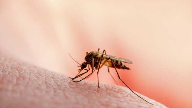 Zaštite se od ujeda: Napravite prirodna sredstva koja će vas odbraniti od buba i komaraca