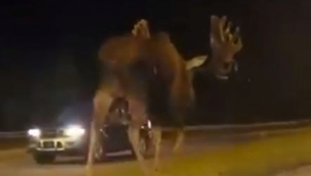 Ljudi su zapanjeni nakon što su odgledali ovaj video: Tek sada su shvatili pravu veličinu ove životinje! (VIDEO)