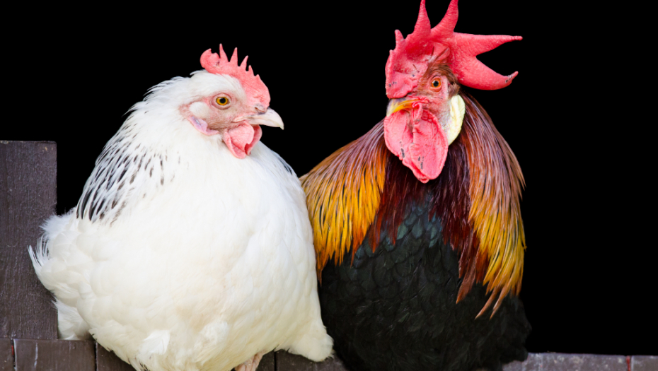 Uklonjena živina sa deset farmi na KiM zbog ptičjeg gripa