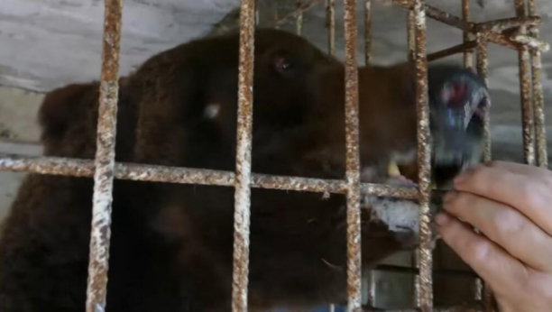 HOROR U ZOOLOŠKOM VRTU Majka trogodišnju ćerku bacila u kavez s medvedom