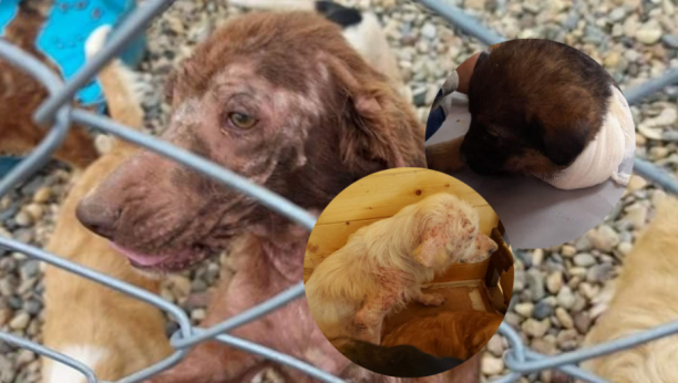 UZNEMIRUJUĆI SNIMCI Evo kako je manijak iz Kragujevca kasapio pse u azilu, odsečeni repovi, žive rane, životinje bez delova tela u boksovima punim izmeta (FOTO/VIDEO)