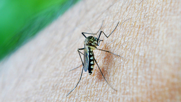 Ublažava svrab i upalu: Najbolji prirodni lek protiv ujeda komarca