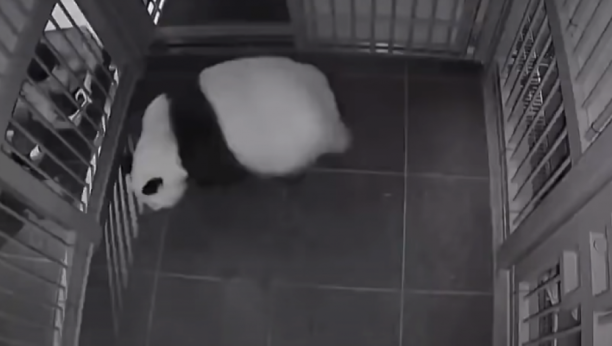 ČUDO U ZOO VRTU Džinovska panda dobila blizance! (VIDEO)