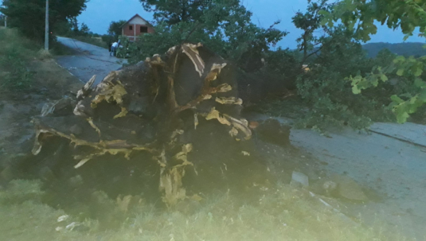 Olujni vetar iščupao hrast u selu Vranići kod Čačka: Lokalni put bio u blokadi, bez struje na desetine kuća