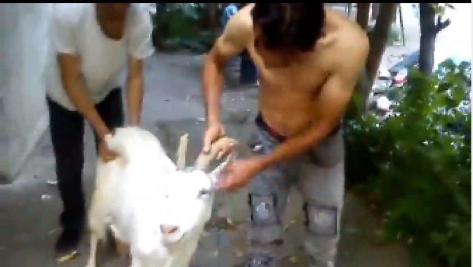 UZNEMIRAVAJUĆI VIDEO Brutalno maltretira kozu u centru Beograda! Građani Vračara u šoku