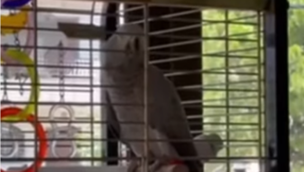 "KOSOVO JE..." Papagaj Roki peva na čistom srpskom, kada čujete reči koje izgovara oduševićete se! (VIDEO)