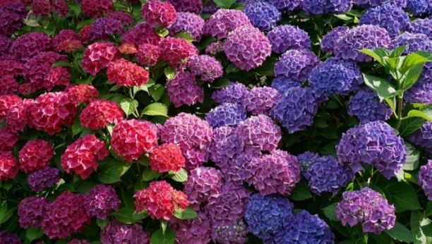ISKUSNI BAŠTOVANI SAVETUJU: Hortenzije raskošno cvetaju i menjaju boju, samo pod jednim uslovom
