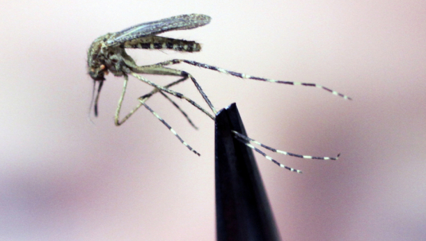 OVO JE NAJMOĆNIJE SREDSTVO PROTIV INSEKATA Tera komarce, bubašvabe i mušice, a pravi se za čas!