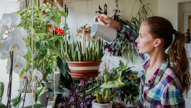 BUJAĆE KAO IZ VODE: Dodajte 1 stvar u saksiju vaše biljke će brže rasti i raskošno listati