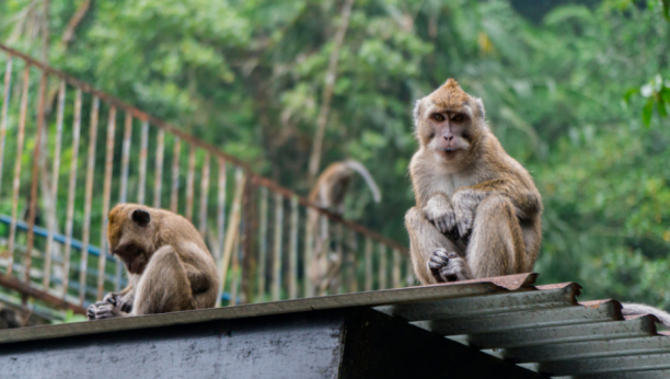 ZA NE POVEROVATI Majmuni iz osvete ubili 250 pasa (FOTO)