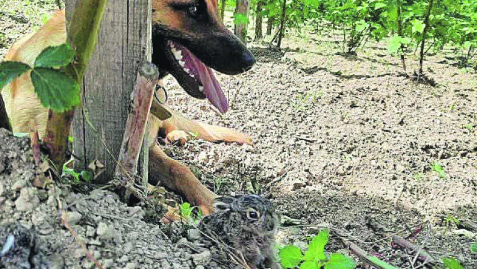 LENKA POBEDILA POSKOKA! Hrabar pas spasao vlasnicu od ujeda opasne zmije!