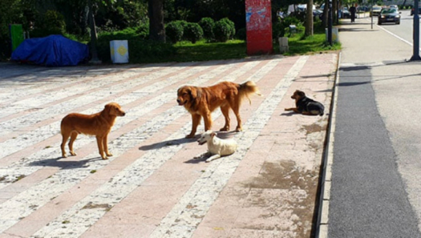 DECA SU NAM U OPASNOSTI! Zlotvori trovali pse, pa umalo otrovali mališana! Ova lokacija u Beogradu je kritična!