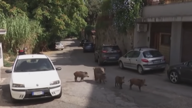 NEVEROVATNE SCENE U RIMU U večnom gradu najezda divljih svinja, zaposele su ulice, parkove, škole