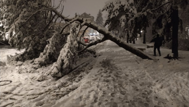 Šta se dešava sa drvećem koje se slomilo tokom snežne oluje?