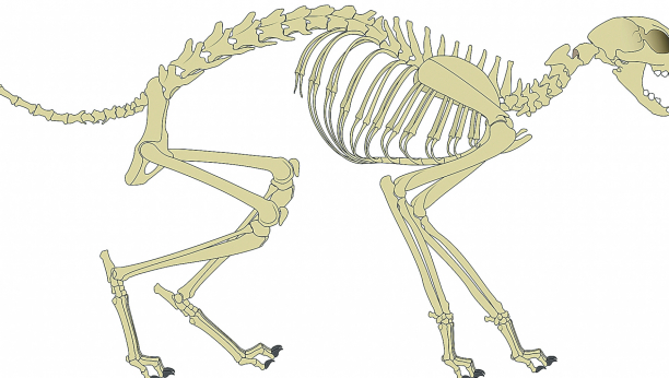 PRIRODA SE POBRINULA ZA SVE Mačke imaju više kostiju nego ljudi, evo zbog čega