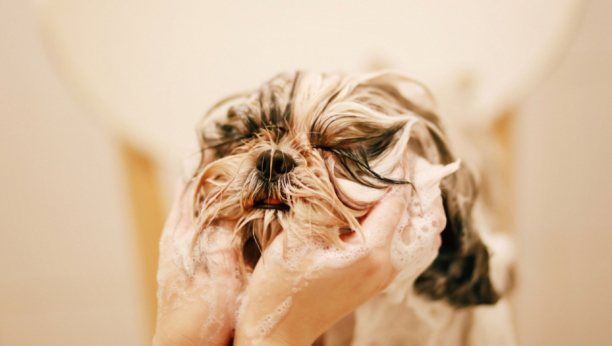 POSTAĆE VAM OMILJENA ZAJEDNIČKA AKTIVNOST Šest saveta za lakše kupanje psa