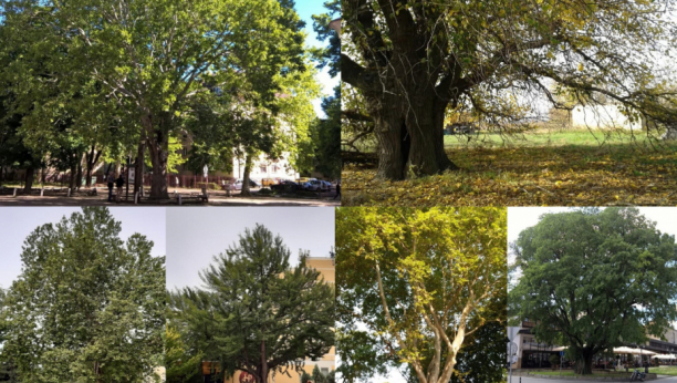 GRADSKO ZELENILO NOVOG SADA: Udvostručena sadnja drveća