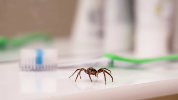 Naučnici dali objašnjenje: Evo zašto nikada ne bi trebalo da ubijete pauka u kući