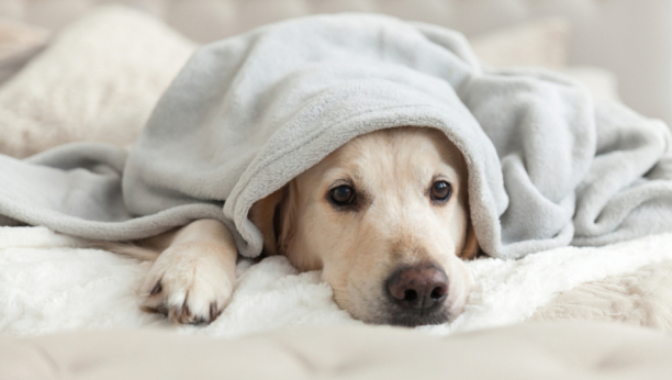 Obratite pažnju: Da li vaš pas teško podnosi samoću i na koji način možete da mu pomognete?