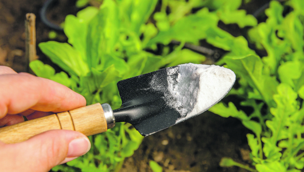 ZA BAŠTU I CVEĆE Preporodite biljke i rešite se štetočina u svom vrtu uz pomoć praška za pecivo