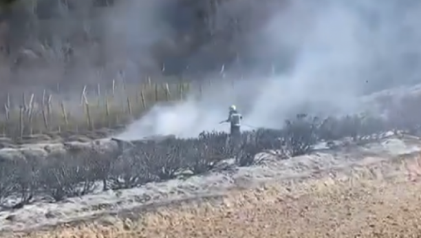 VELIKI POŽAR KRAJ NOVOG SADA Gori polje lavande u Bukovcu (VIDEO)