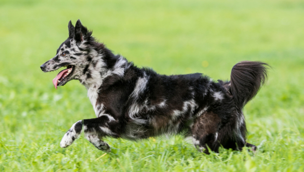 Verovatno niste ni čuli za njih: Ove rase pasa su pred izumiranjem