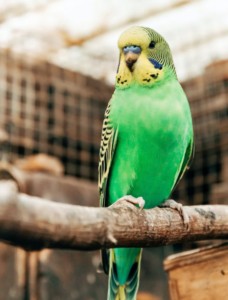 VELIKA AKCIJA POLICIJE NA GRADINI Sprečeno krijumčarenje papagaja, među njima i zaštićena vrsta! (FOTO)