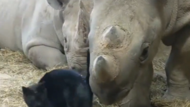 NIKO OVO NIJE MOGAO OČEKIVATI Mačka je videla nosoroga, a onda je usledio šok (VIDEO)